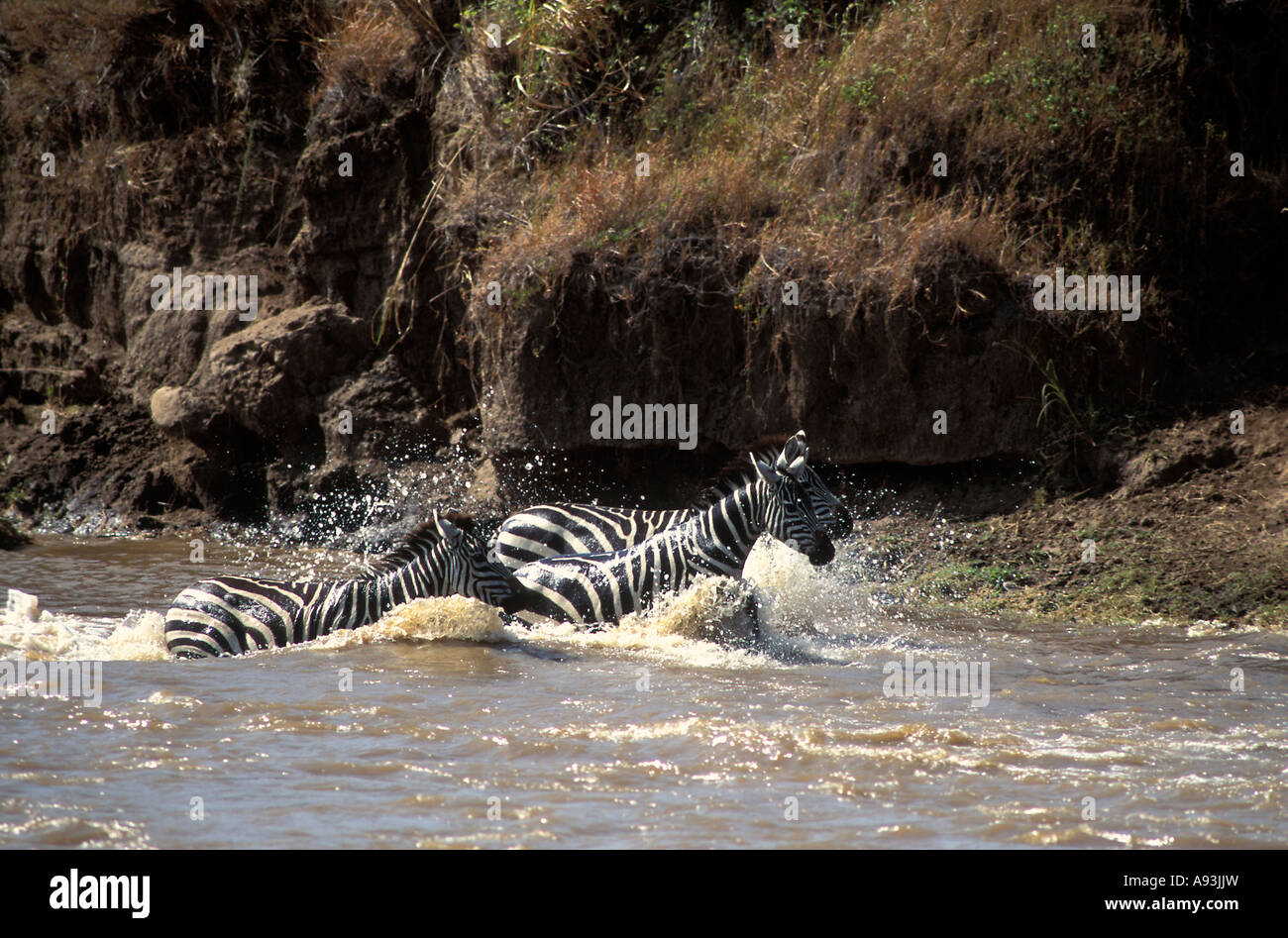 Swimming zebra in mara river hires stock photography and images Alamy