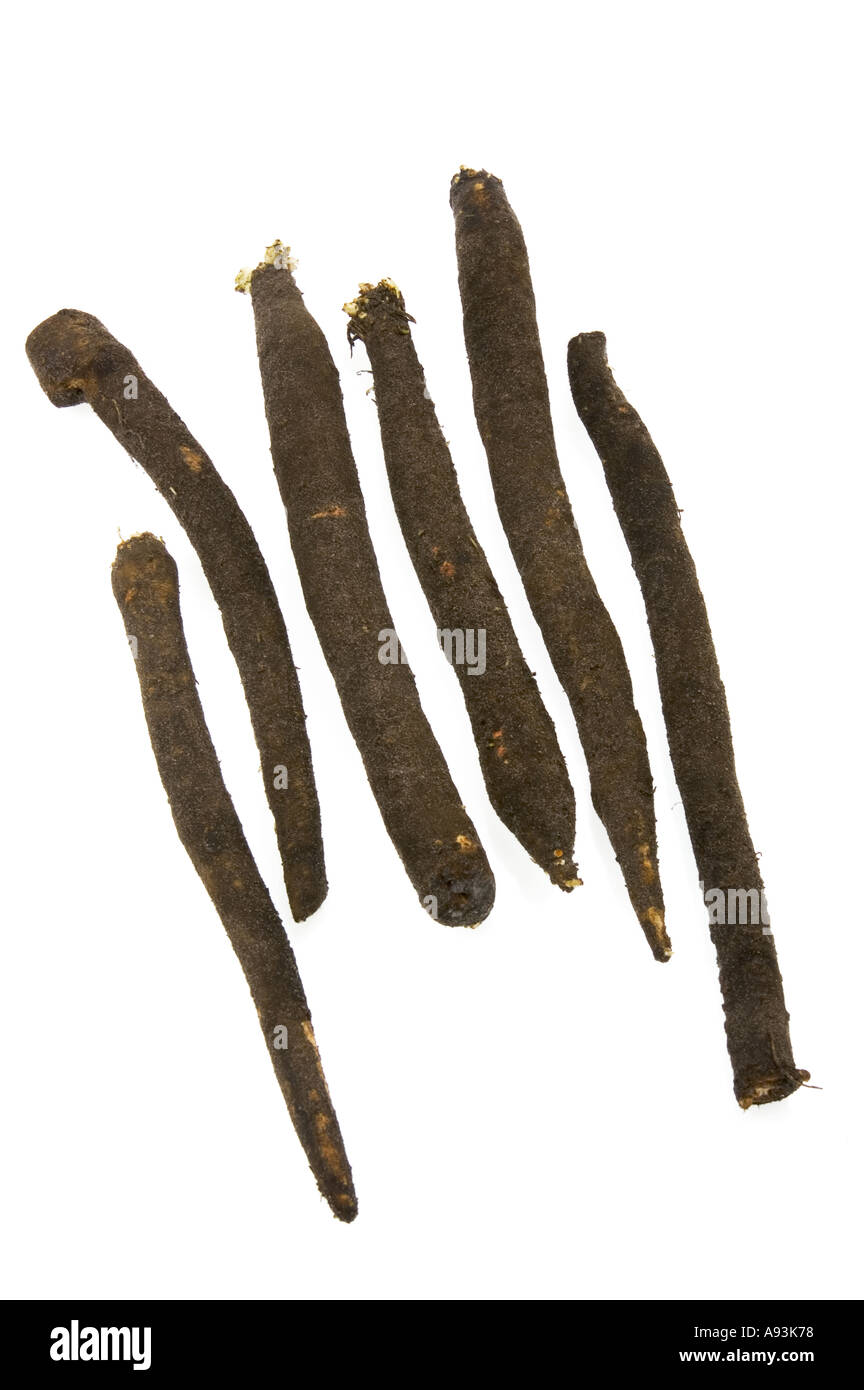 Compositae asteraceae hi-res stock photography and images - Alamy