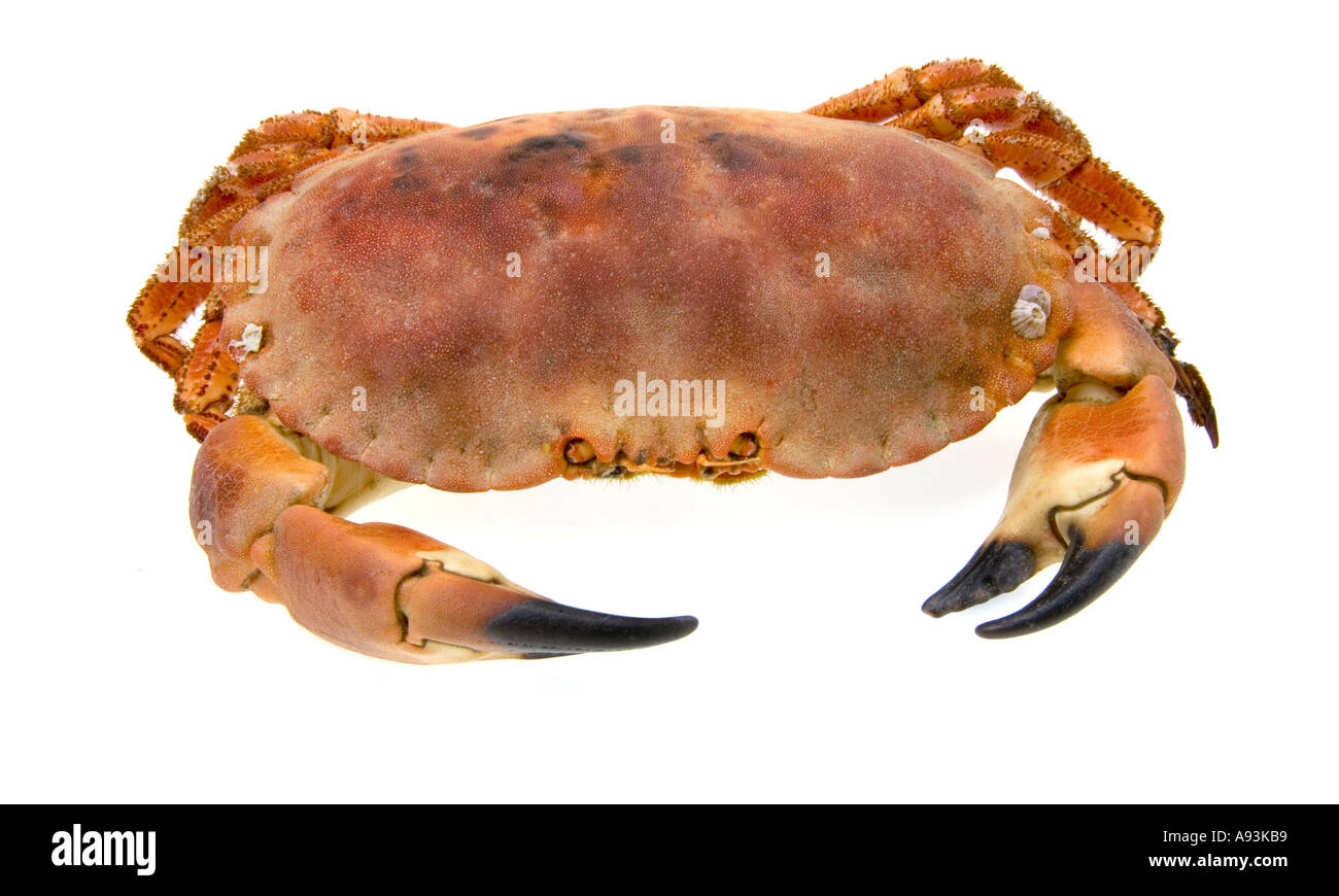 red brown edible crab on white background FOOD EAT DISH MEAL Stock Photo