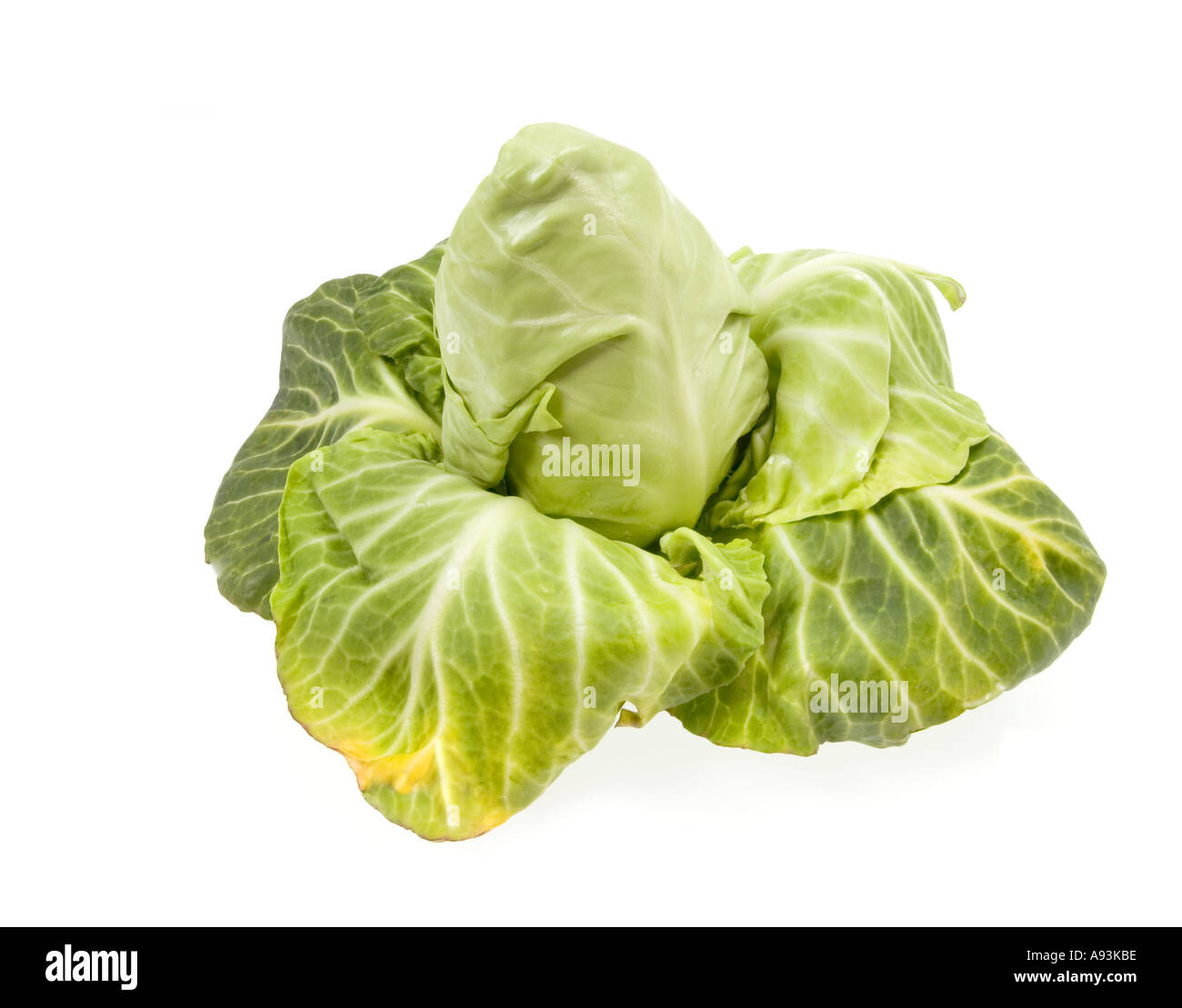 bavarian white cabbage fresh pointed cabbage SPITZKRAUT kraut Stock