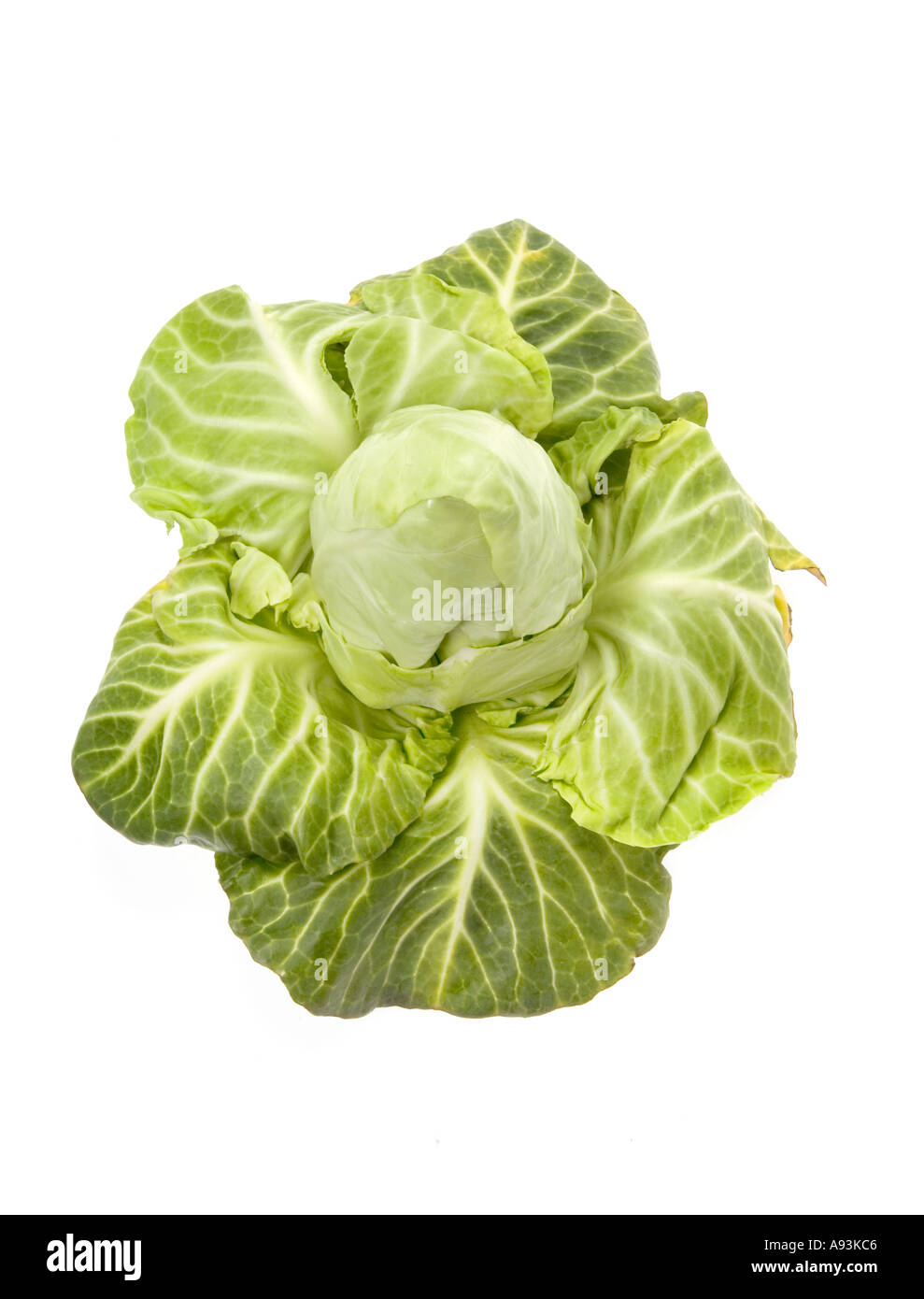 bavarian white cabbage fresh pointed cabbage SPITZKRAUT kraut Stock