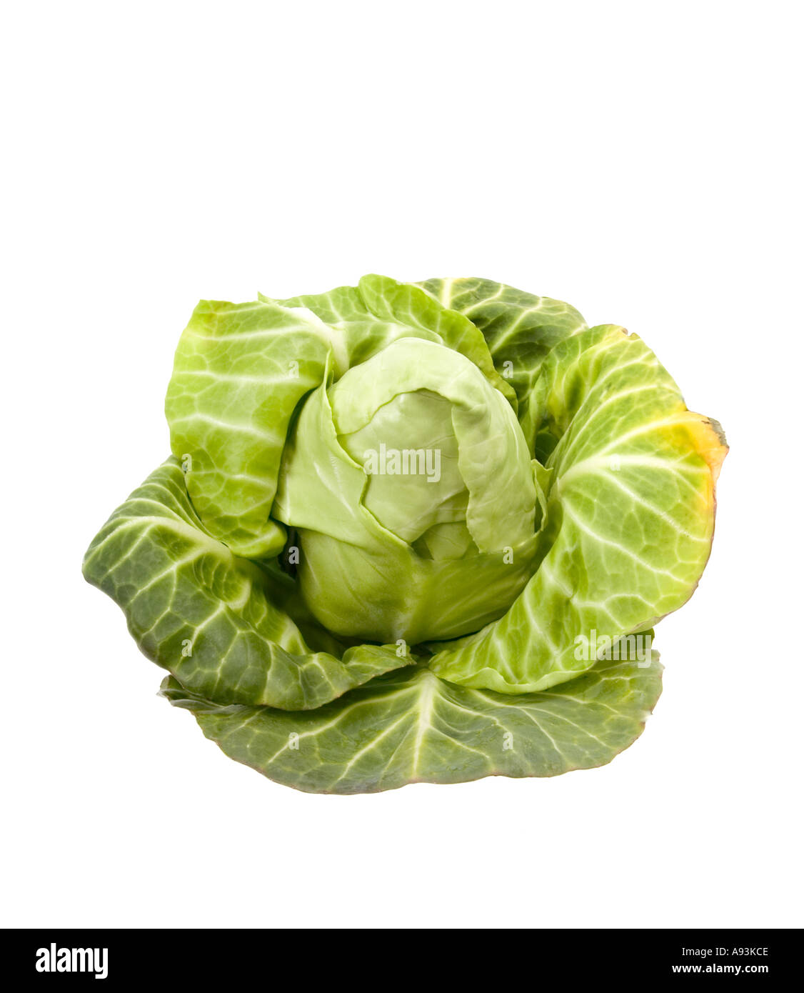 bavarian white cabbage fresh pointed cabbage SPITZKRAUT kraut Stock Photo