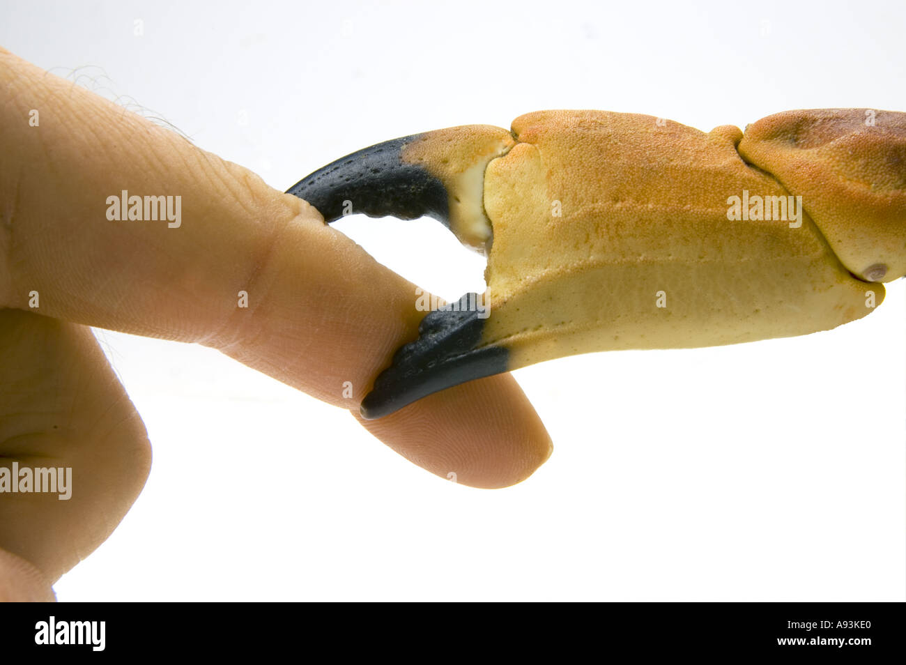 scissors of a red brown edible crab bites in a finger hand  Stock Photo