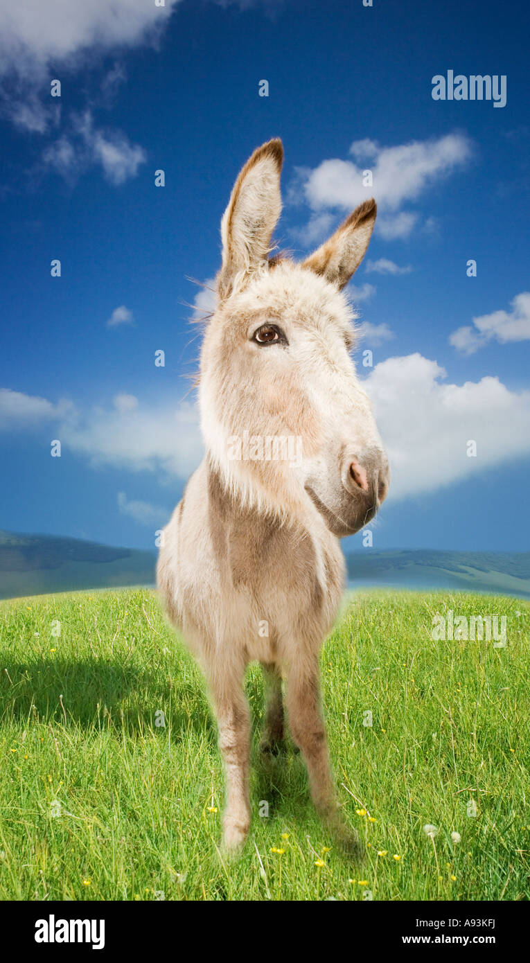 Donkey in green field Stock Photo - Alamy