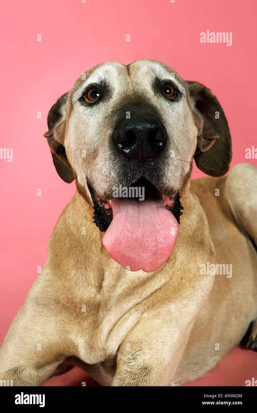 Dog looking at camera and panting, pink background Stock Photo