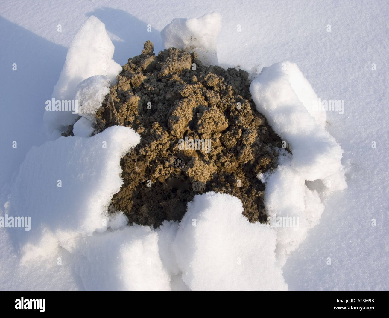 a fresh molehill mole hill in the winter snow mole bat opening hole Stock Photo