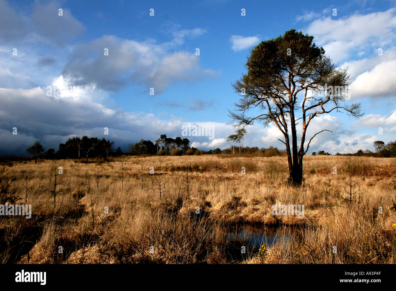 Chelwood gate hires stock photography and images Alamy