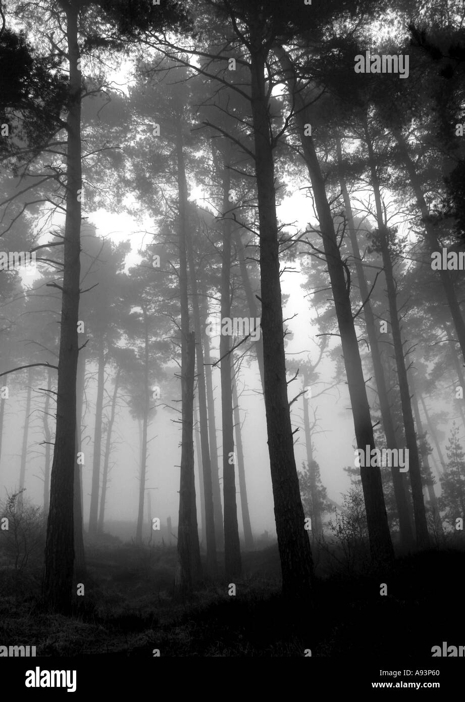 Chelwood gate hires stock photography and images Alamy