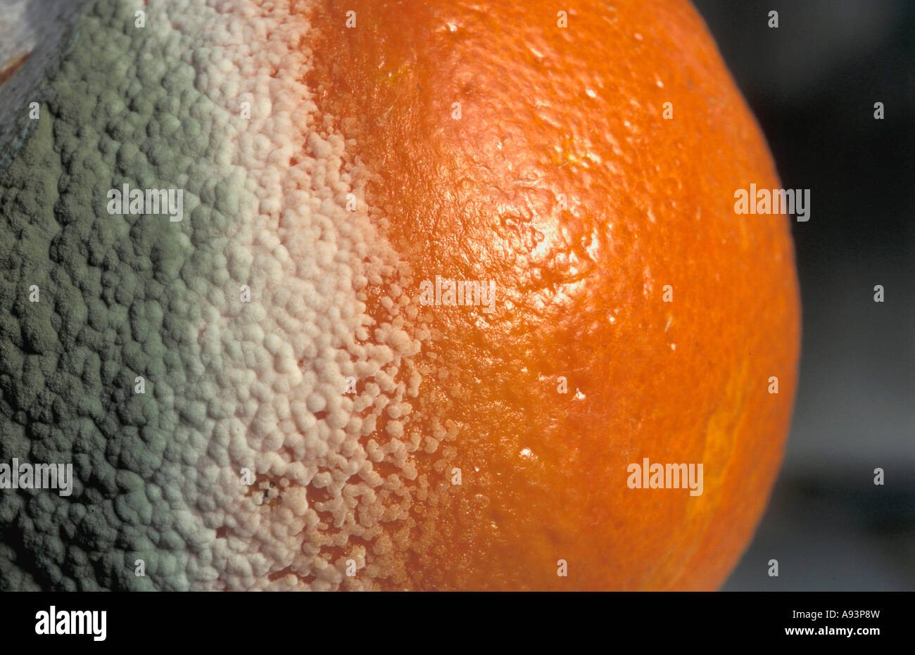 Verdorben Stock Photo Alamy