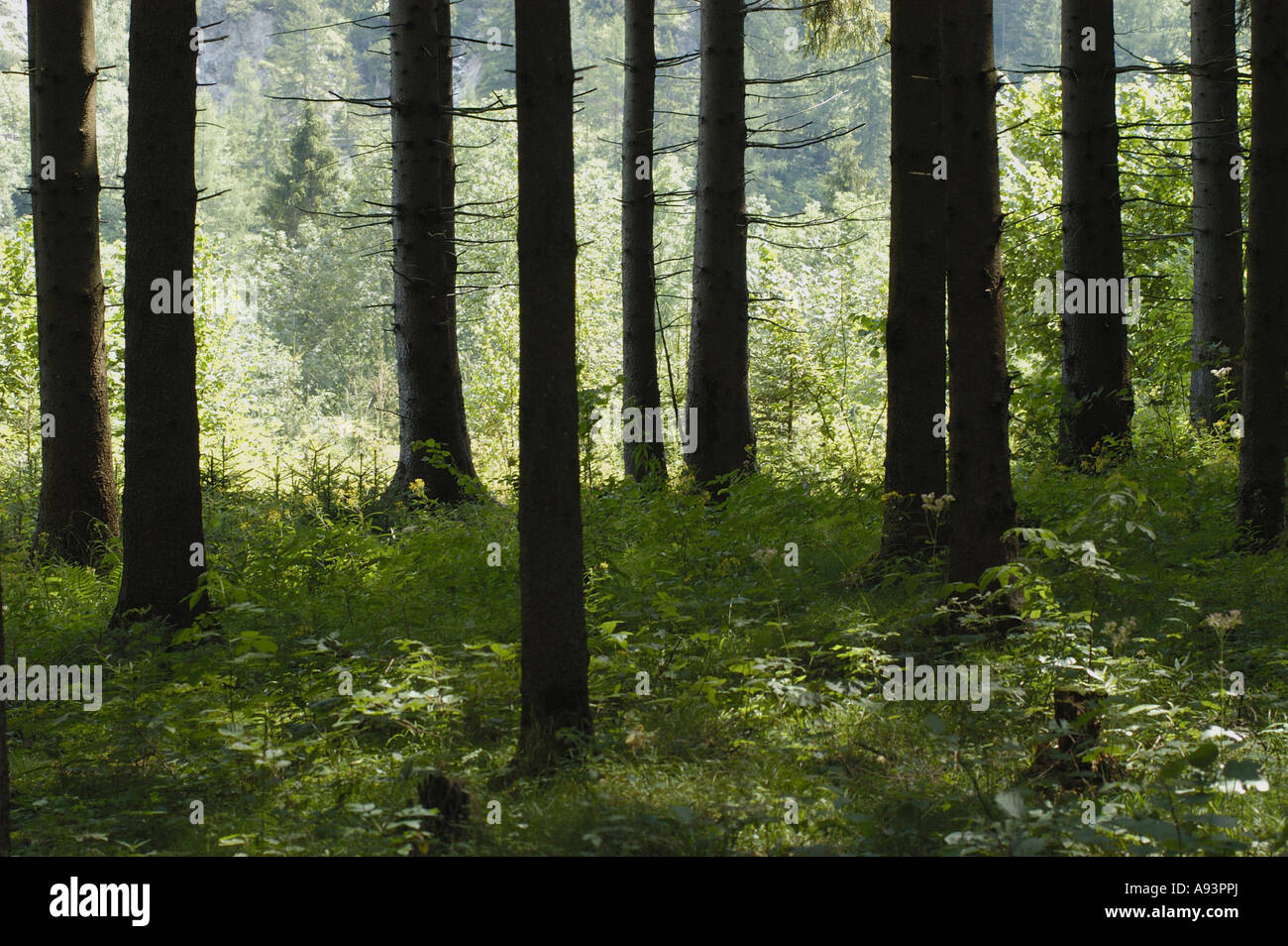 Green forest in the summer Stock Photo - Alamy
