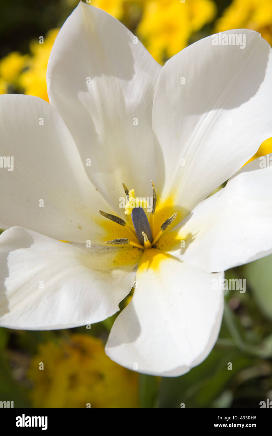 Inside of white Diana single tulip Tulipa spp flower showing pistil stamens stigma and pollen England UK Stock Photo