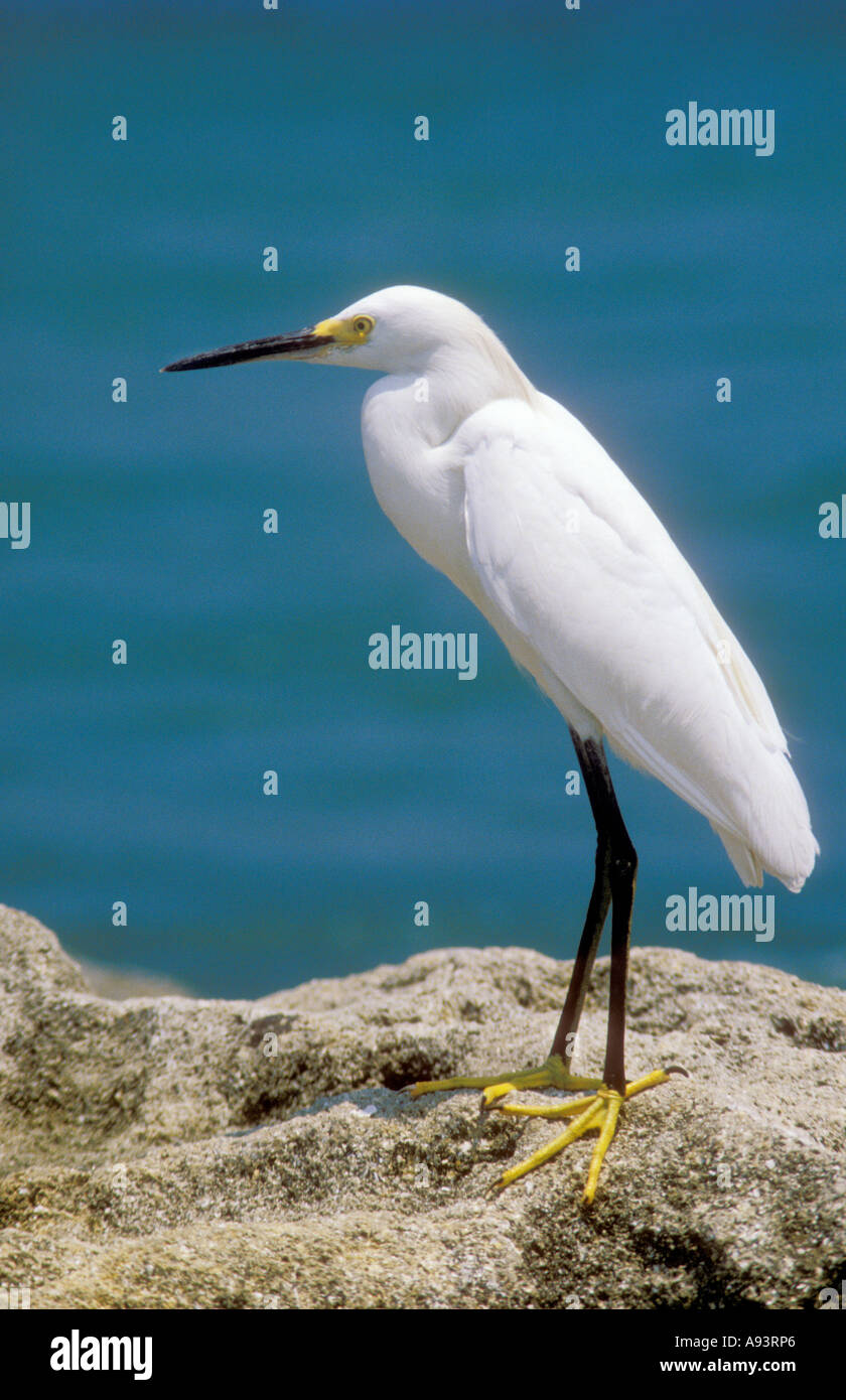 Snowy Egret Egretta thula standing at water s edge Florida USA Stock Photo