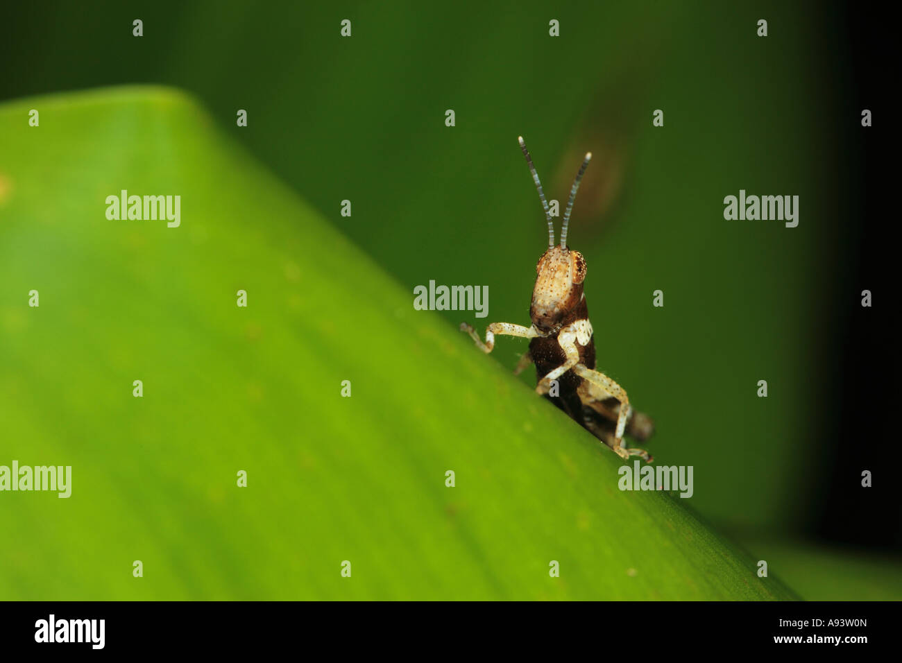 Grasshopper nymph on water hyacinth Sukau River Sabah Borneo Stock Photo