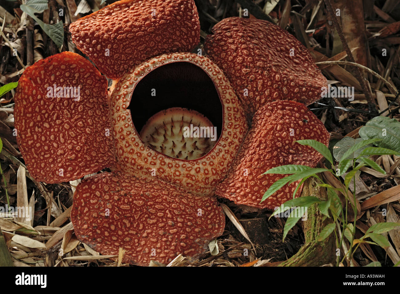 Rafflesia keithii Kinabalu National Park Sabah Borneo Stock Photo