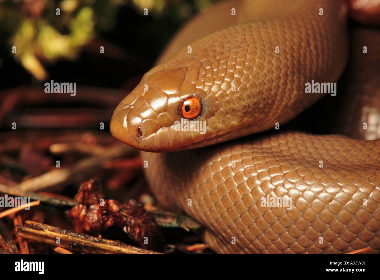 Rubber Boa Charina bottae California Stock Photo Alamy