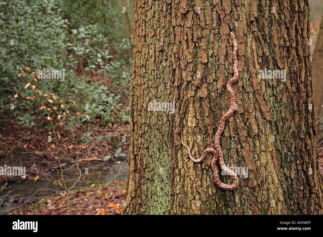 Leopard snake Zamenis situla climbing tree trunk in a temperature forest Stock Photo