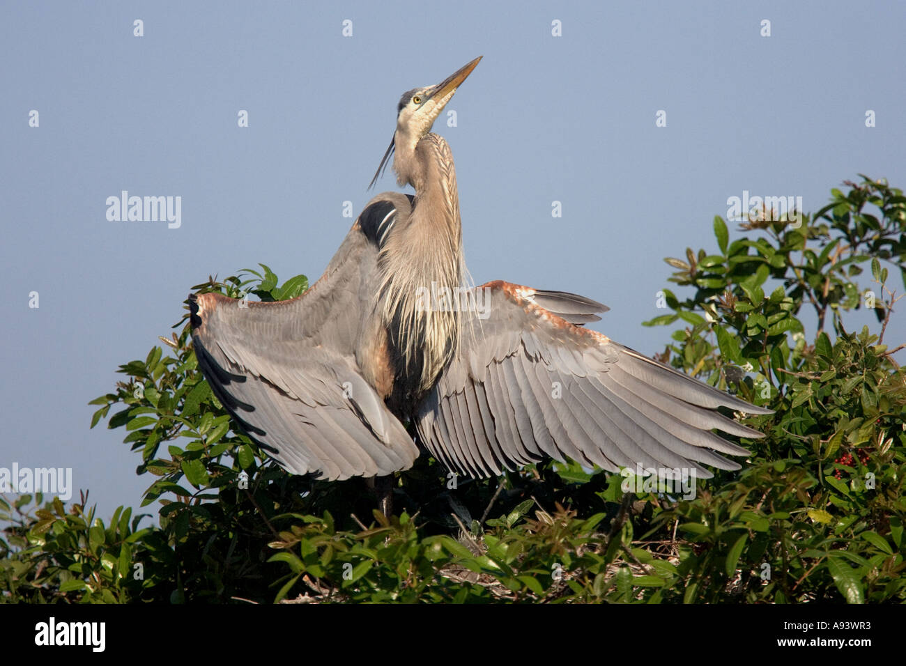 Great Blue Heron wings stretched out, Florida, USA Stock Photo