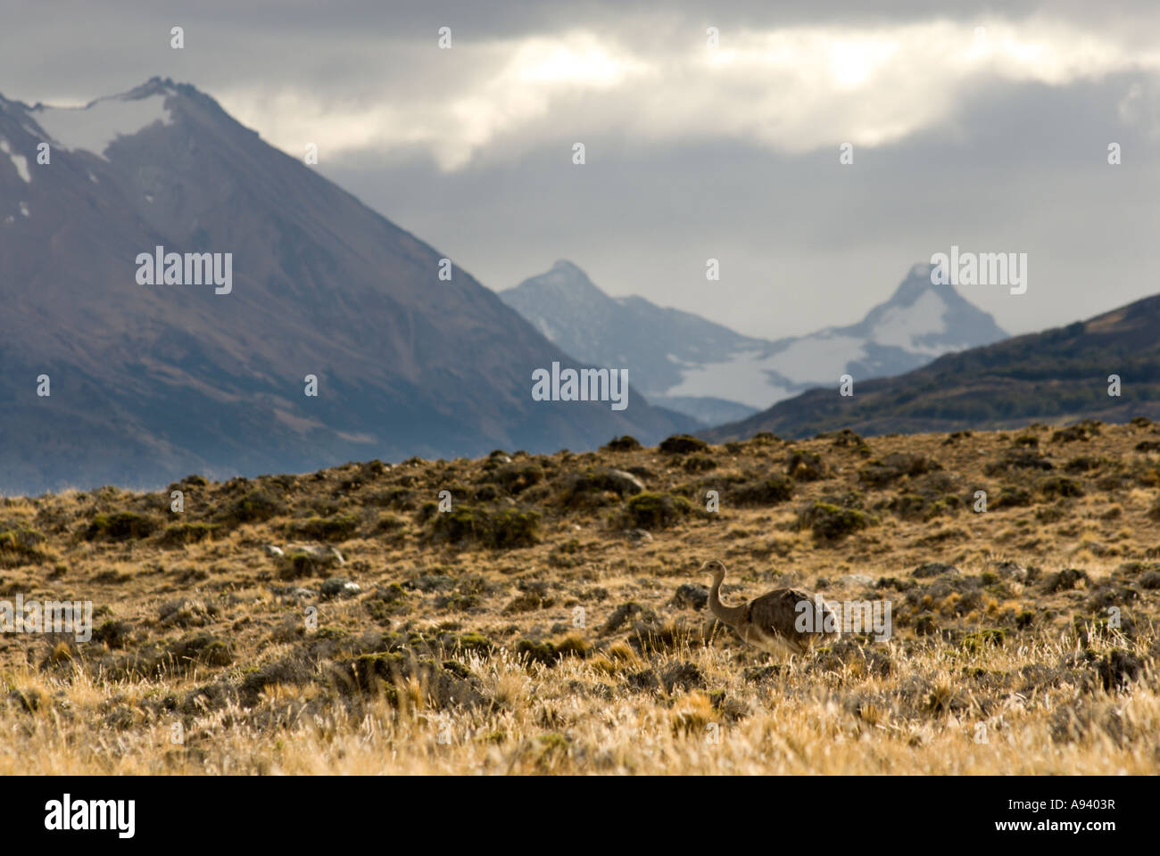 Choique (Pterocnemia pennata), Perito Moreno National Park, Southern Andean Patagonia, Santa Cruz, Argentina Stock Photo