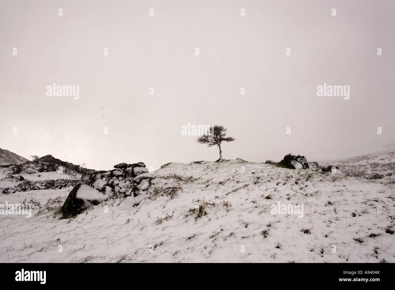 One lone tree in a blizzard of snow in a snow covered landscape in the Cooley mountains county Louth Ireland Stock Photo