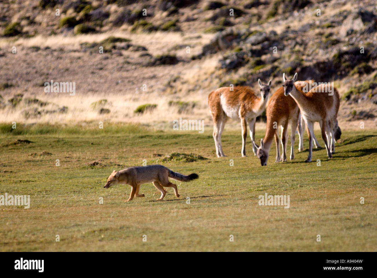Patagonian Fox (Pseudalopex culpaeus) and Guanacos (Lama guanicoe), Perito Moreno National Park, Santa Cruz, Argentina Stock Photo