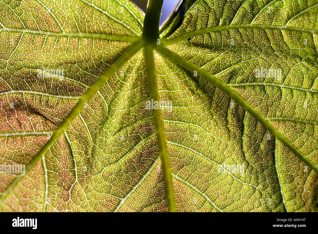 Detail from a newly opened sycamore leaf UK Stock Photo