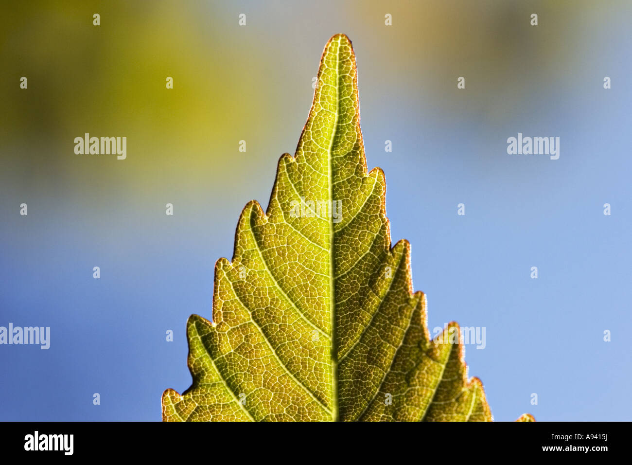 Detail from a newly opened sycamore leaf UK Stock Photo