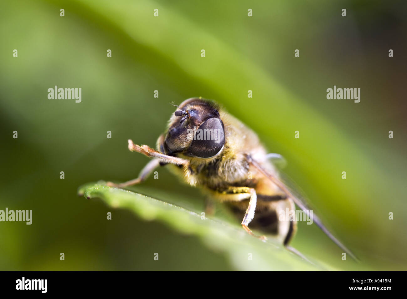 Hoverfly - Syrphid fly Stock Photo