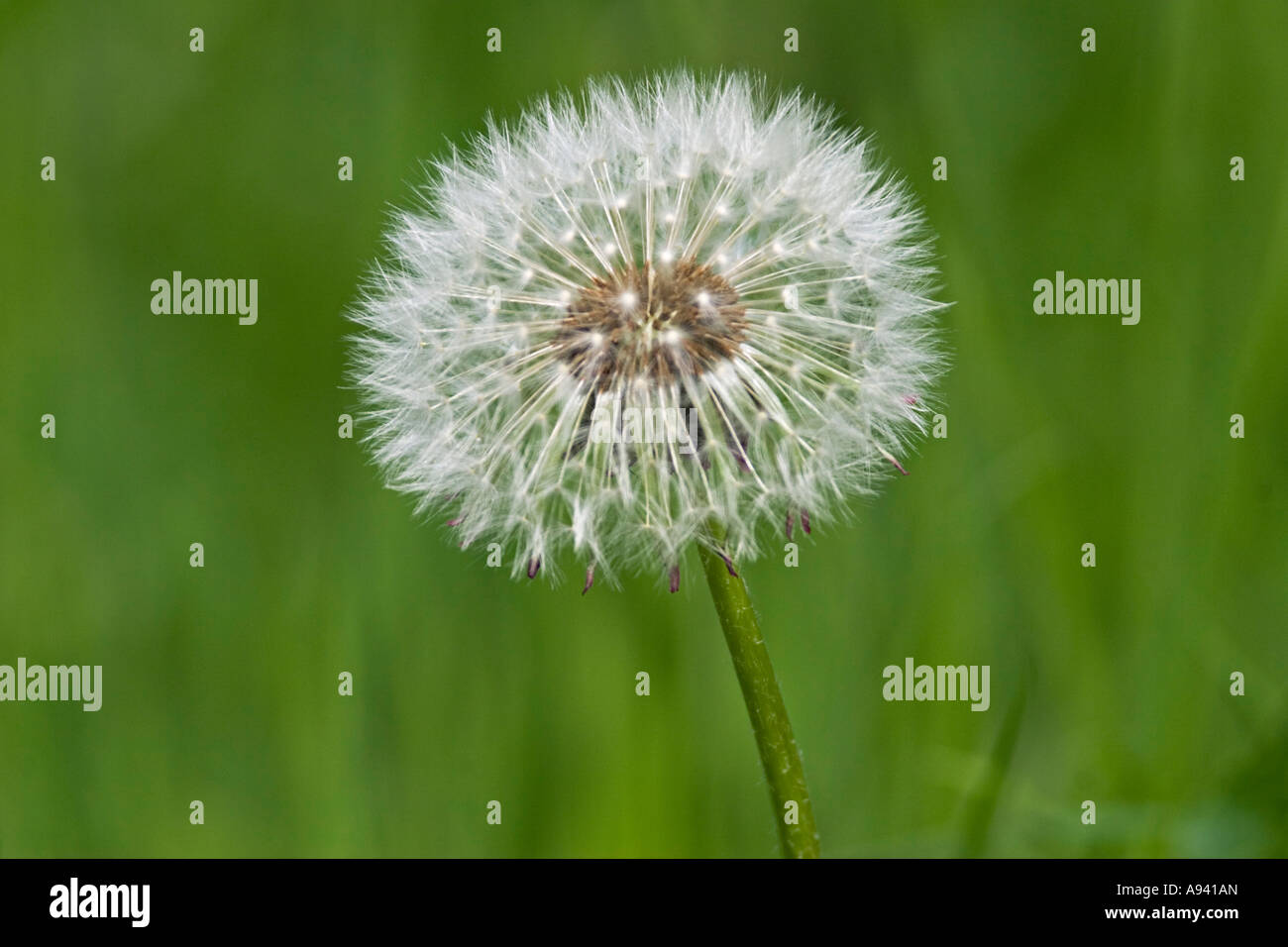 A dandelion seedhead in an English meadow. Stock Photo