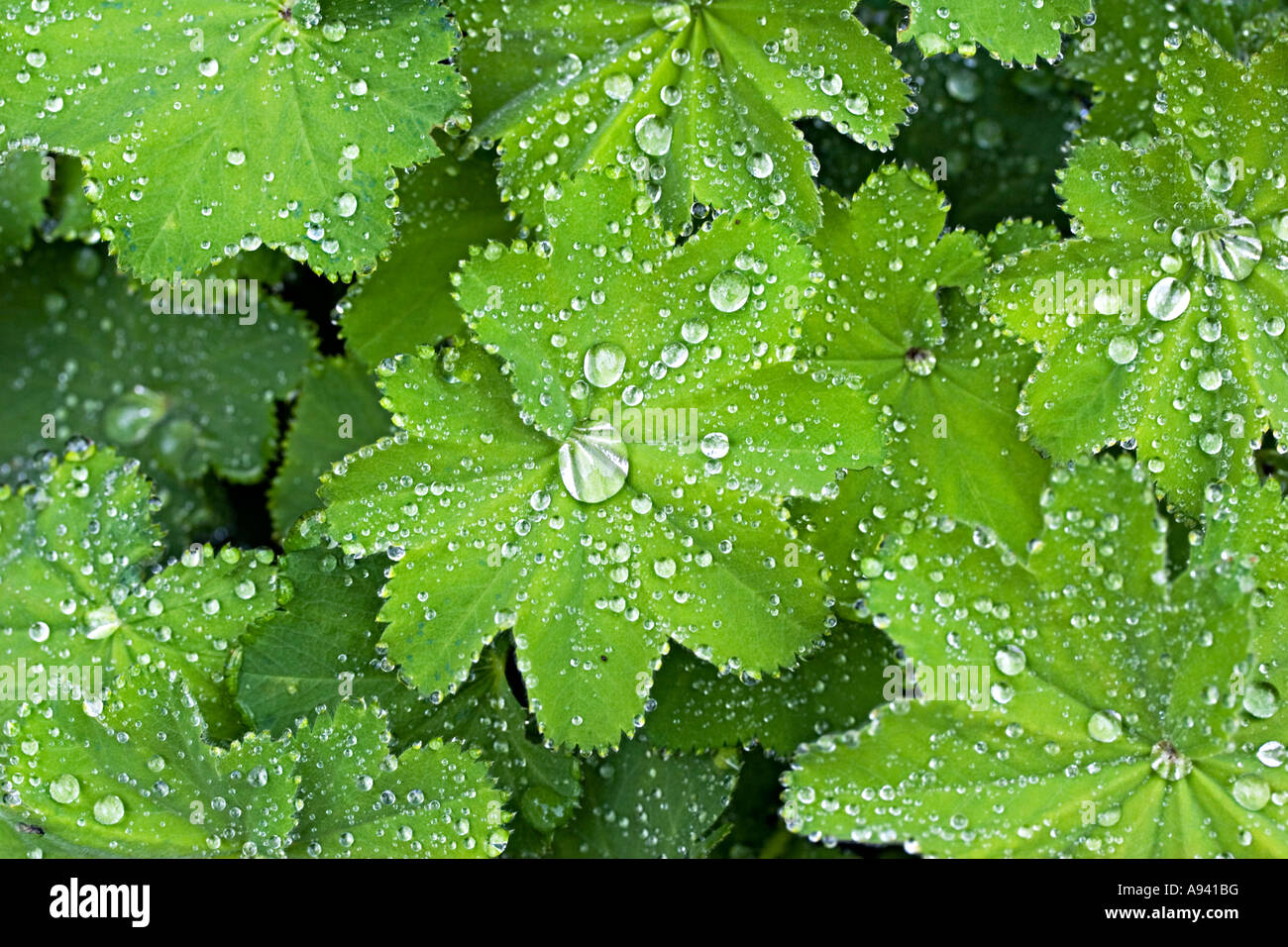 Rain drops on the leaves of Alchemilla mollis in an English garden Stock Photo