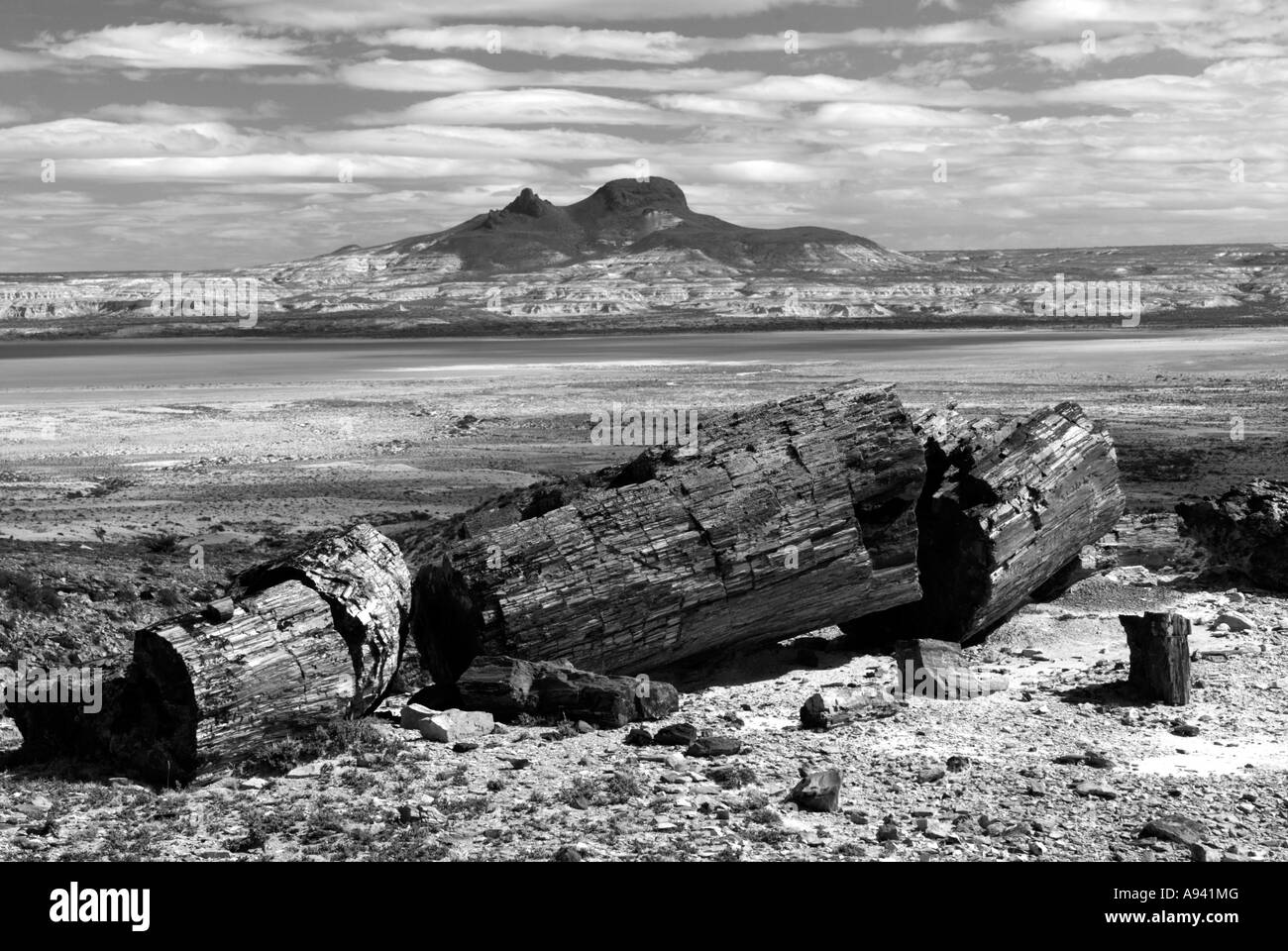 Petrified Forest, Monumento Nacional Bosques Petrificados, Patagonia, Province of Santa Cruz, Argentina Stock Photo