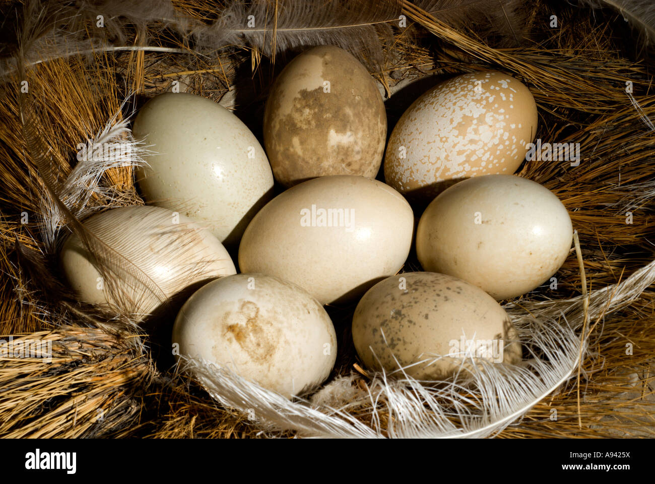 Choique Eggs (Pterocnemia pennata) on Nest, Patagonia, Santa Cruz, Argentina Stock Photo