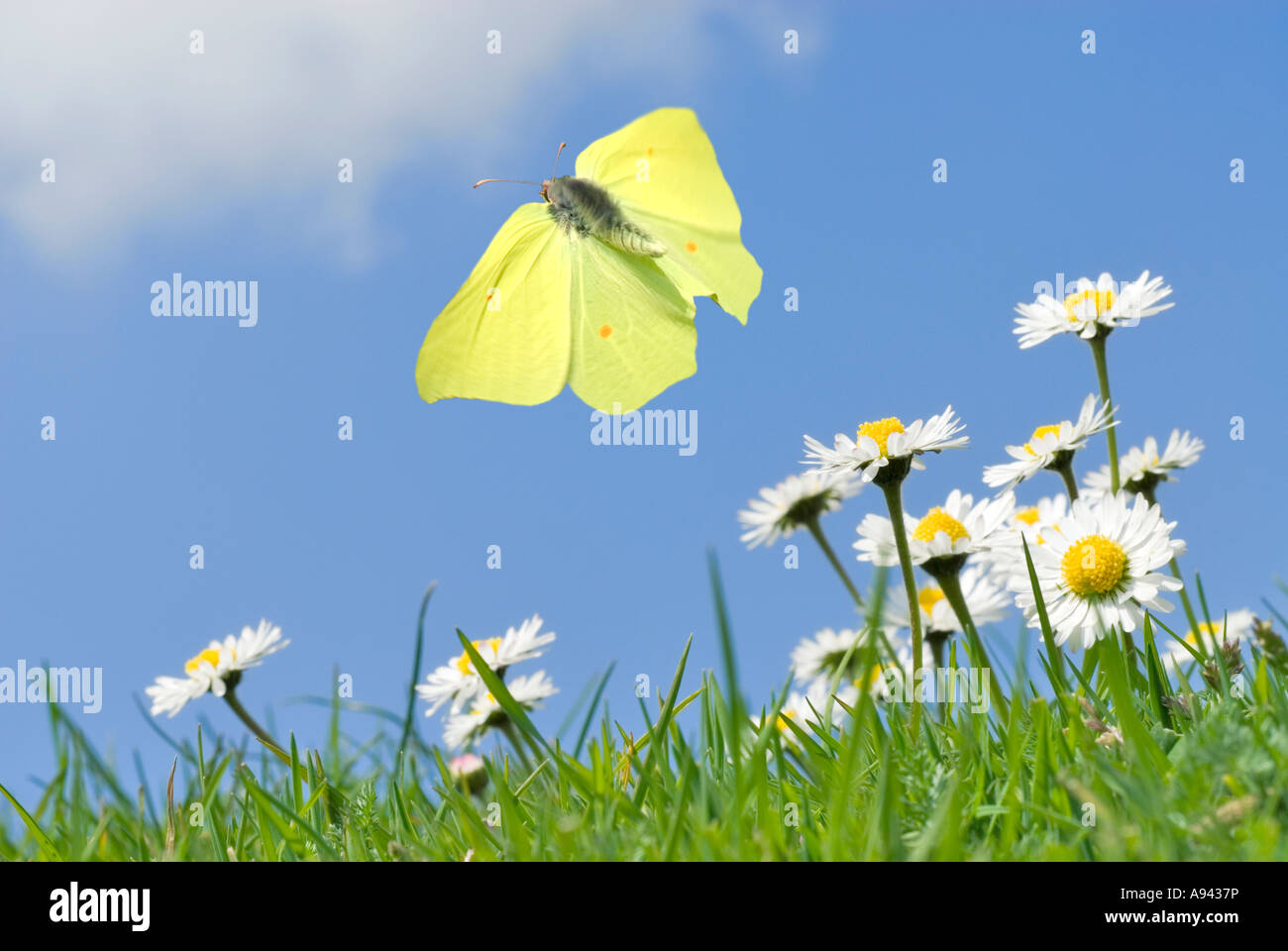 Butterfly flying hires stock photography and images Alamy