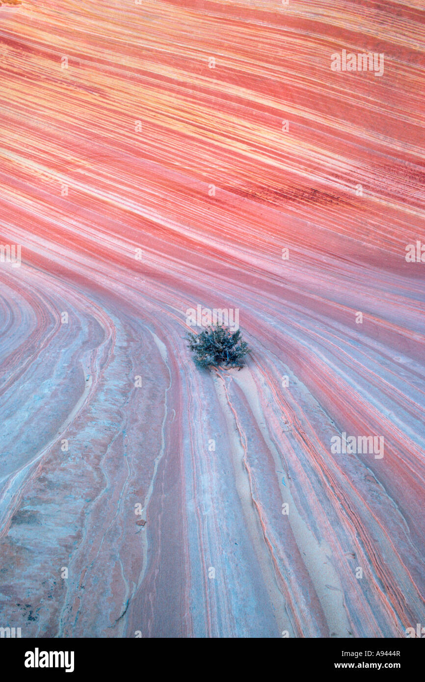 Colorfully stained cross bedding pattern of Navajo sandstone rock formation on the Paria Plateau Arizona Stock Photo