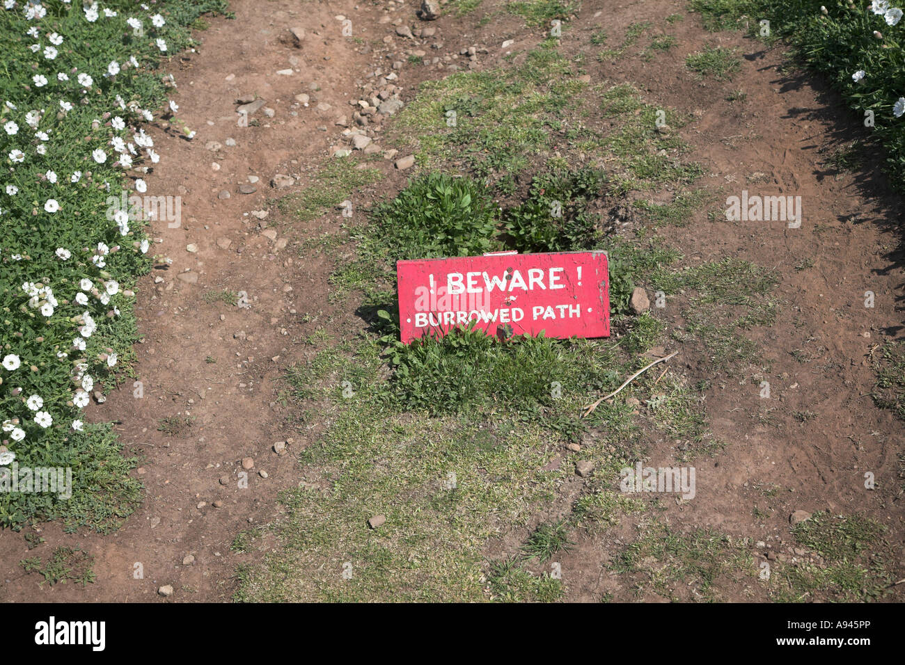 Red warning sign for burrows in footpath Skomer Island, Pembrokeshire ...