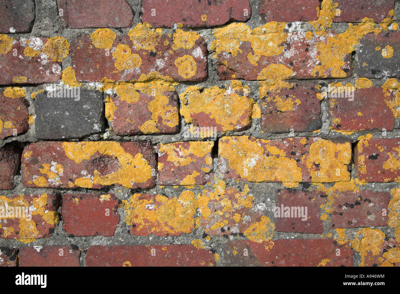 Yellow lichen weathering red brick wall and mortar Stock Photo