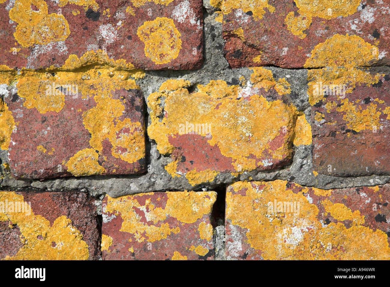 Yellow lichen weathering red brick wall and mortar Stock Photo