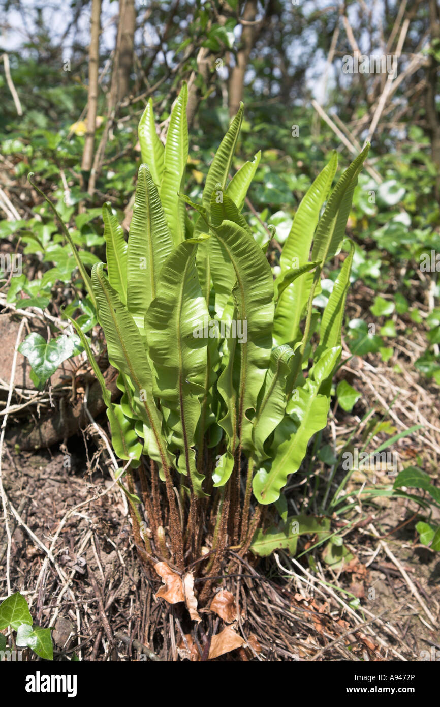 Asplenium scolopendrium Hart's tongue fern plant, UK Stock Photo