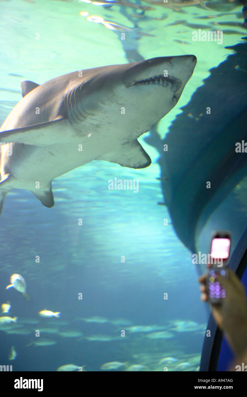 Sealife shark from the Oceanografic Ciudad de Las Artes y Las Ciencias