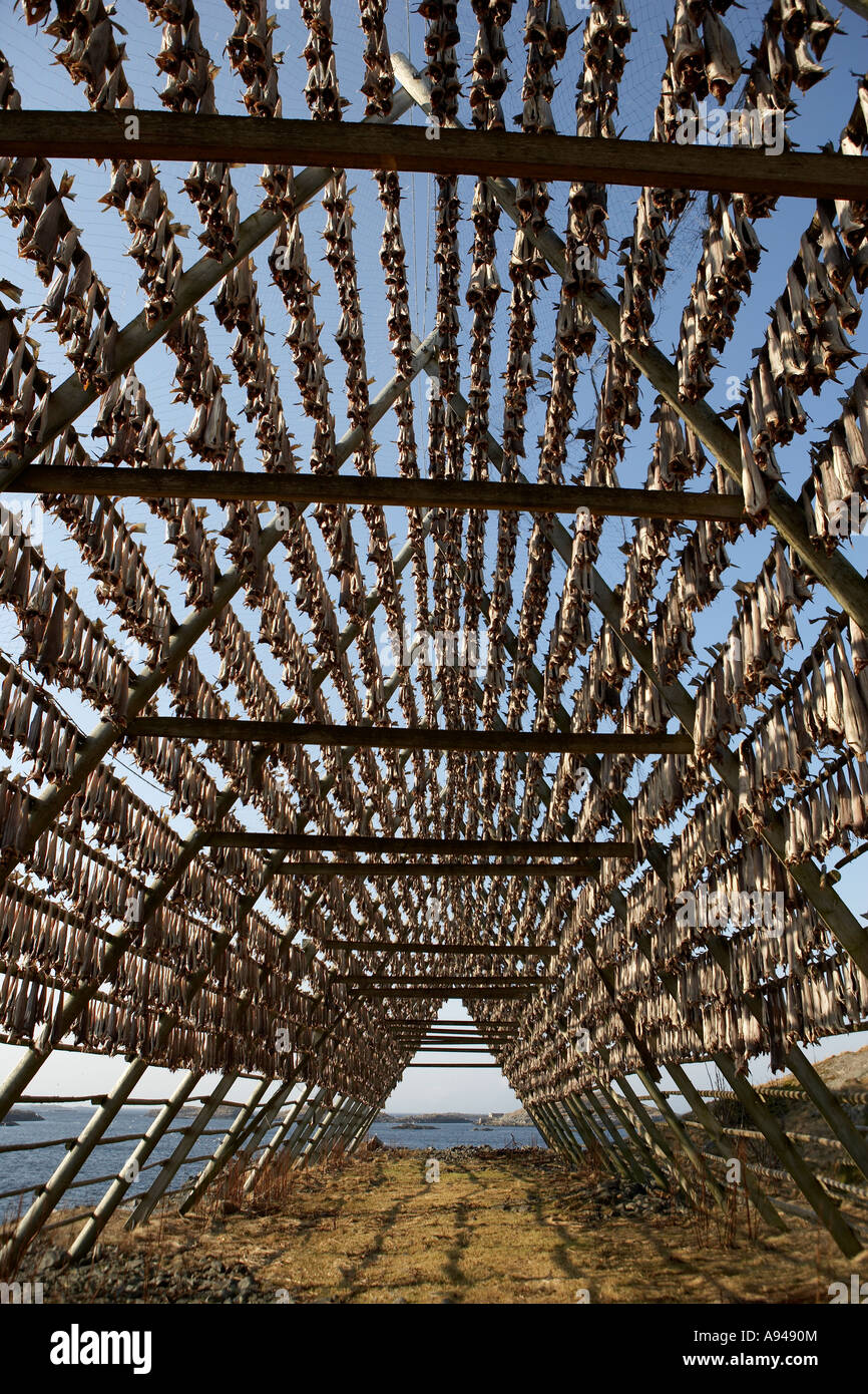Cod fish drying, Henningsvaer, Lofoten, Norway Stock Photo - Alamy