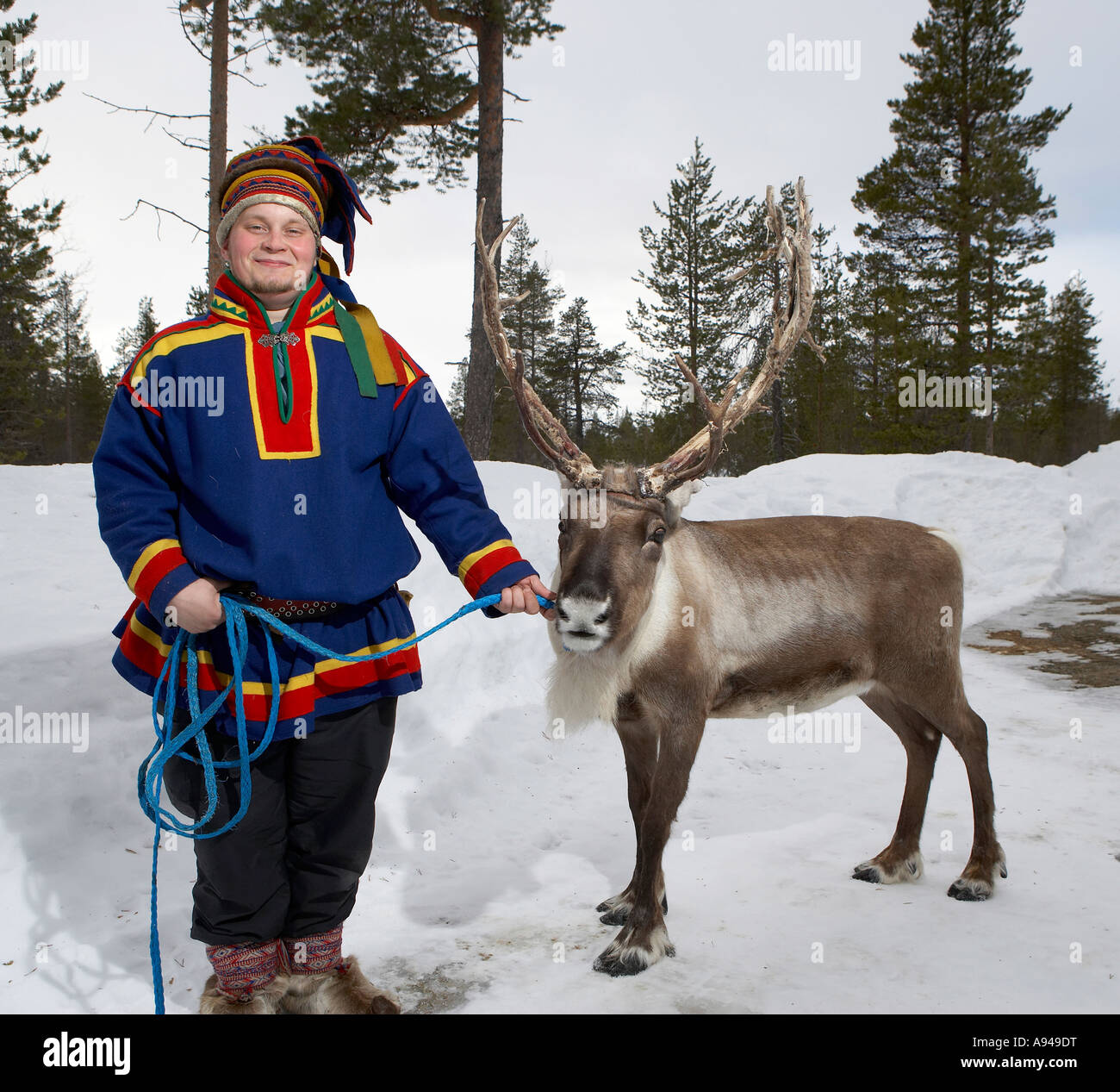 Sami with Reindeer, Lapland Finland Stock Photo