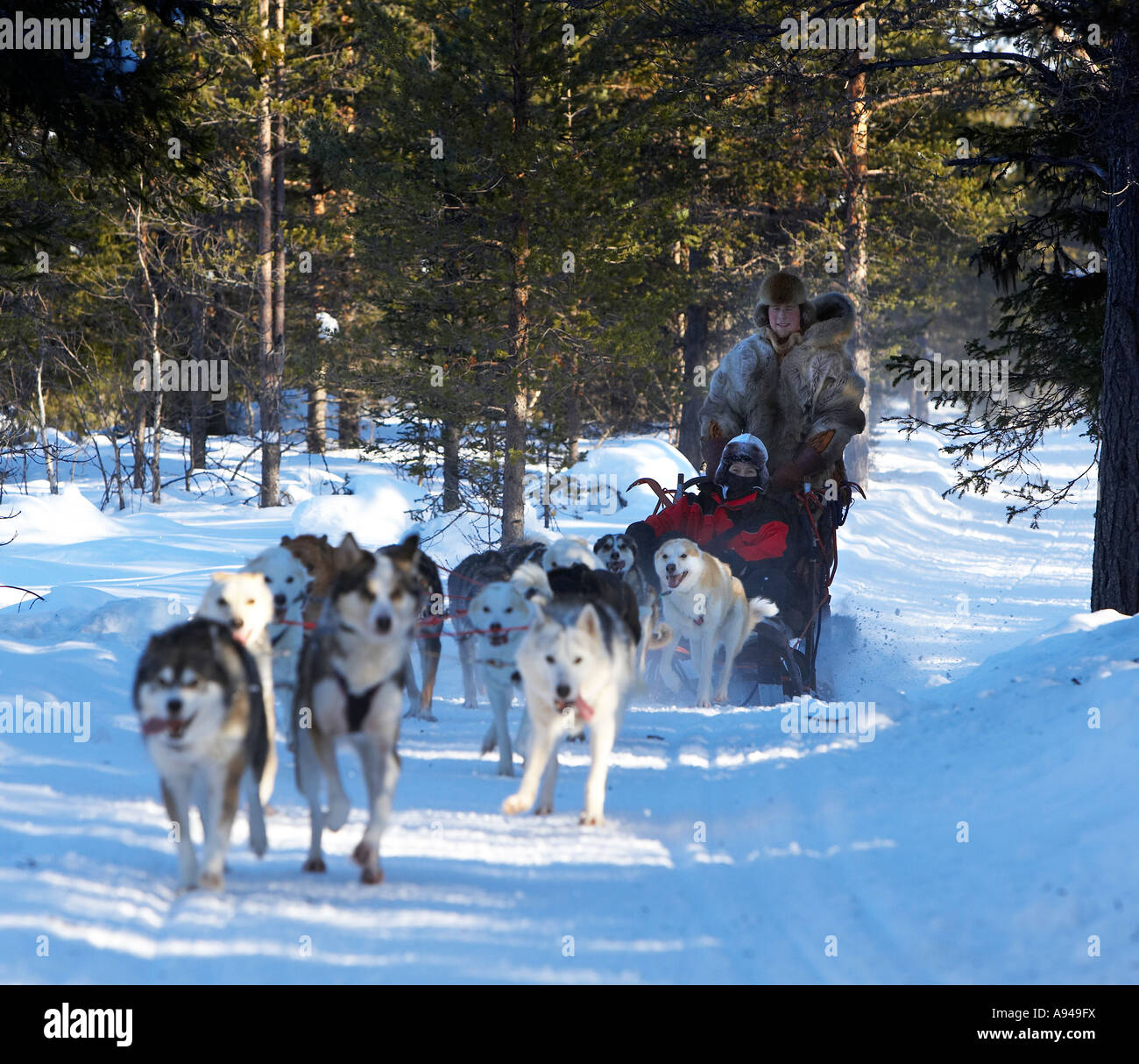 Tourist on dog sled,  Lainio, Lapland, Finland Stock Photo