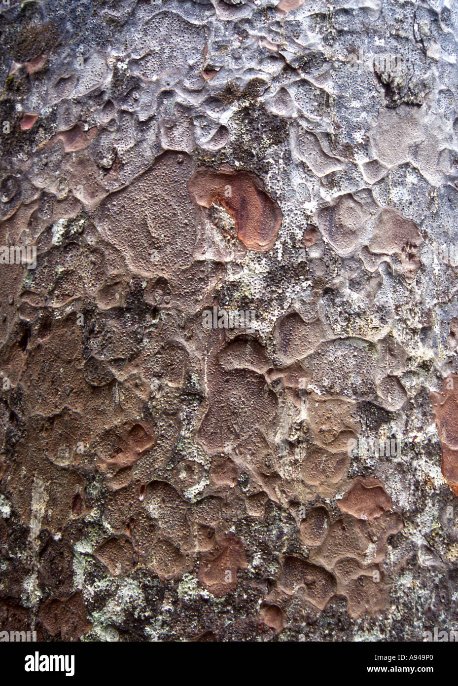 Bark of a giant Kauri tree, Waipoua Kauri Forest, New Zealand Stock