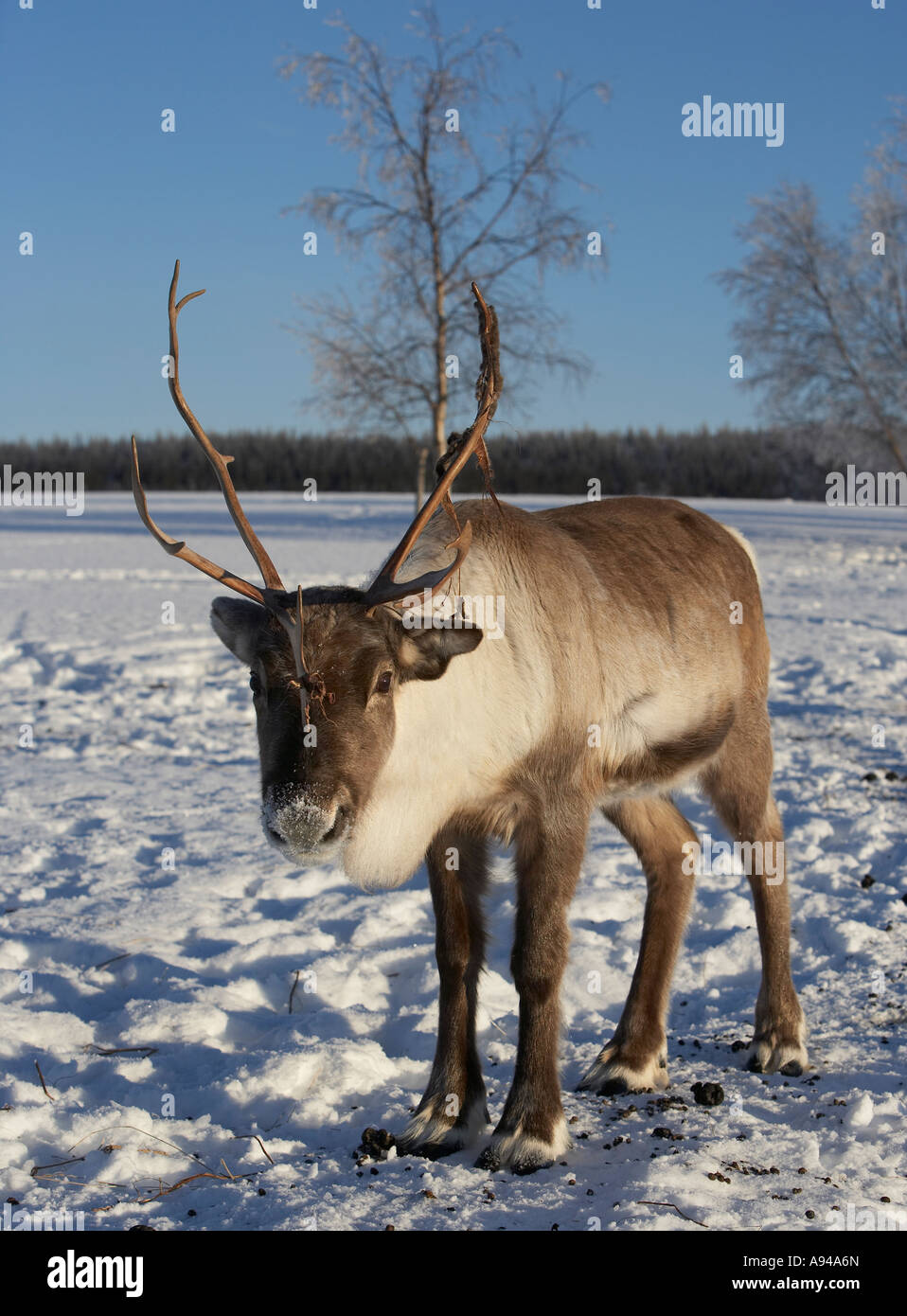 Reindeer in snow, Lainio, Lapland, Sweden Stock Photo