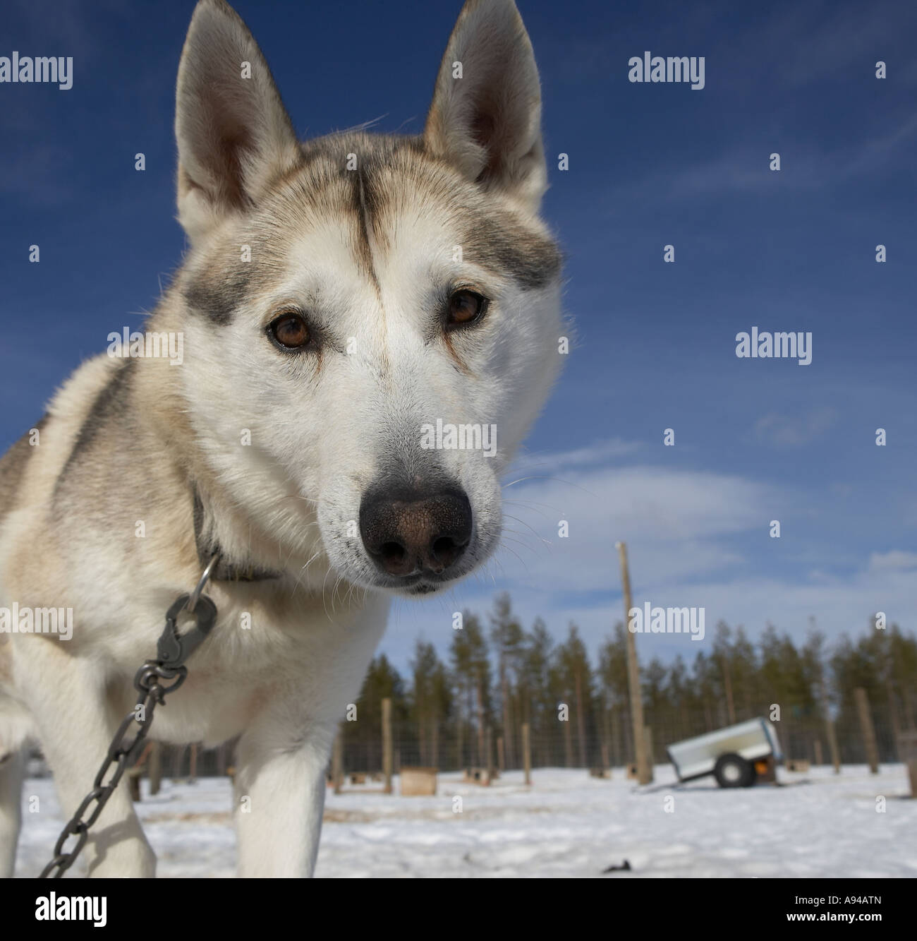 Husky working sled dog in Kiruna, Lapland Sweden Stock Photo Alamy