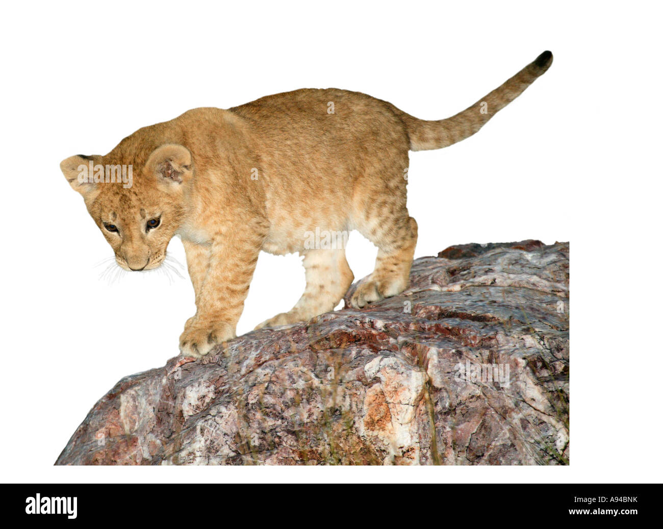 A single lion cub standing on a boulder looking down Serengeti South Africa Stock Photo