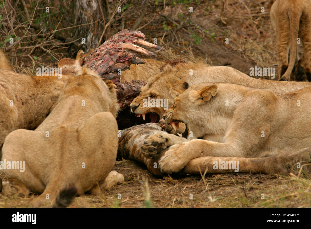 Lion pride snarling while competing over the remains of a kill Ngala Timbavati Game Reserve Limpopo Province South Africa Stock Photo