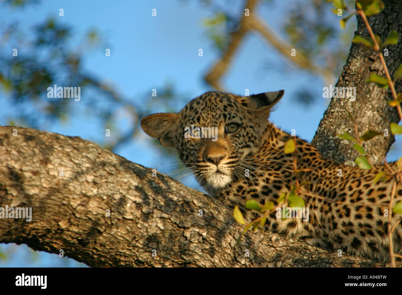 Leopard in a tree looking nervous Ngala Timbavati Game Reserve Limpopo Province South Africa Stock Photo