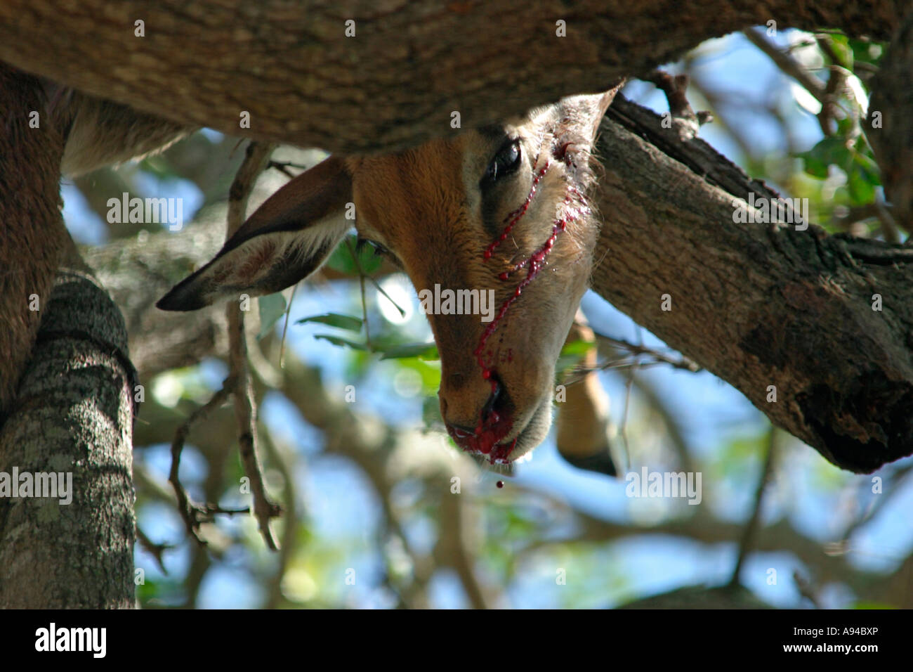 Blood running drops from an impala carcass hoisted into a tree by a leopard Singita Stock Photo