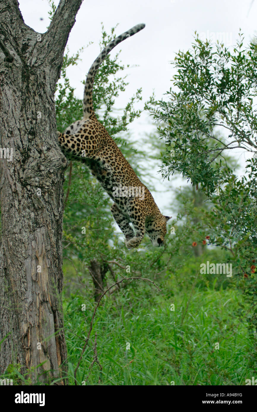 A leopard leaping from a tree to descend to the ground Singita Sabi Sand Game Reserve Mpumalanga South Africa Stock Photo