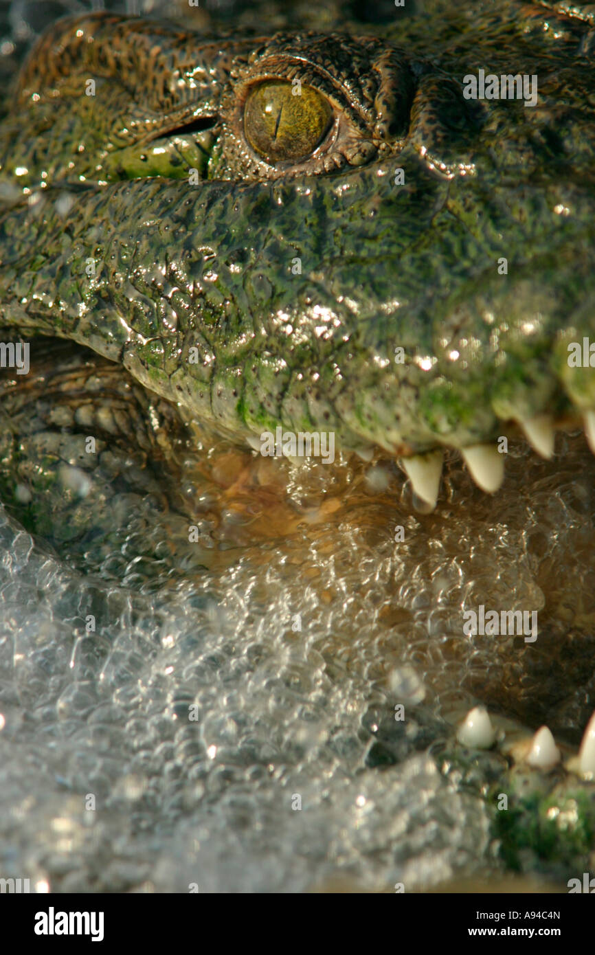 Close up of a Nile crocodile with its jaws open and water flowing through its mouth Singita Stock Photo